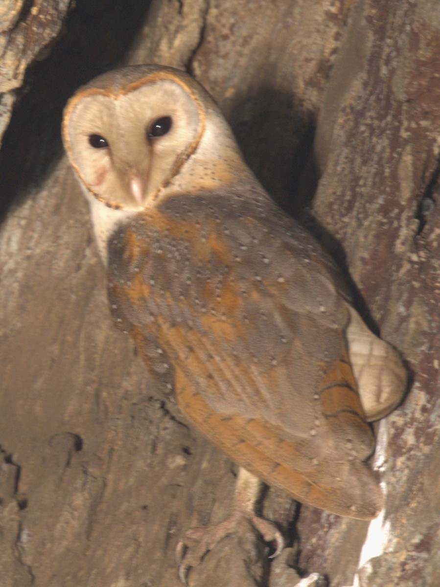 Barn Owl - ML612378174