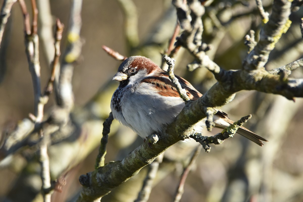 House Sparrow - Pufmau Al Este