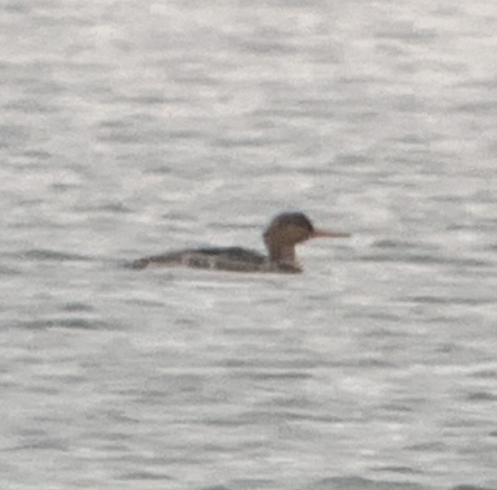 Common Merganser (North American) - Greg Ward