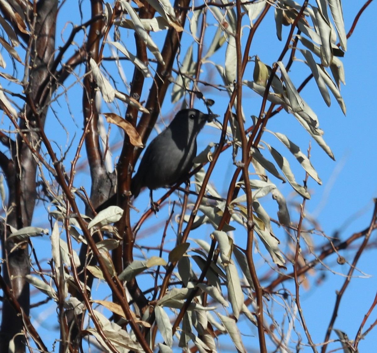 Gray Catbird - ML612378221