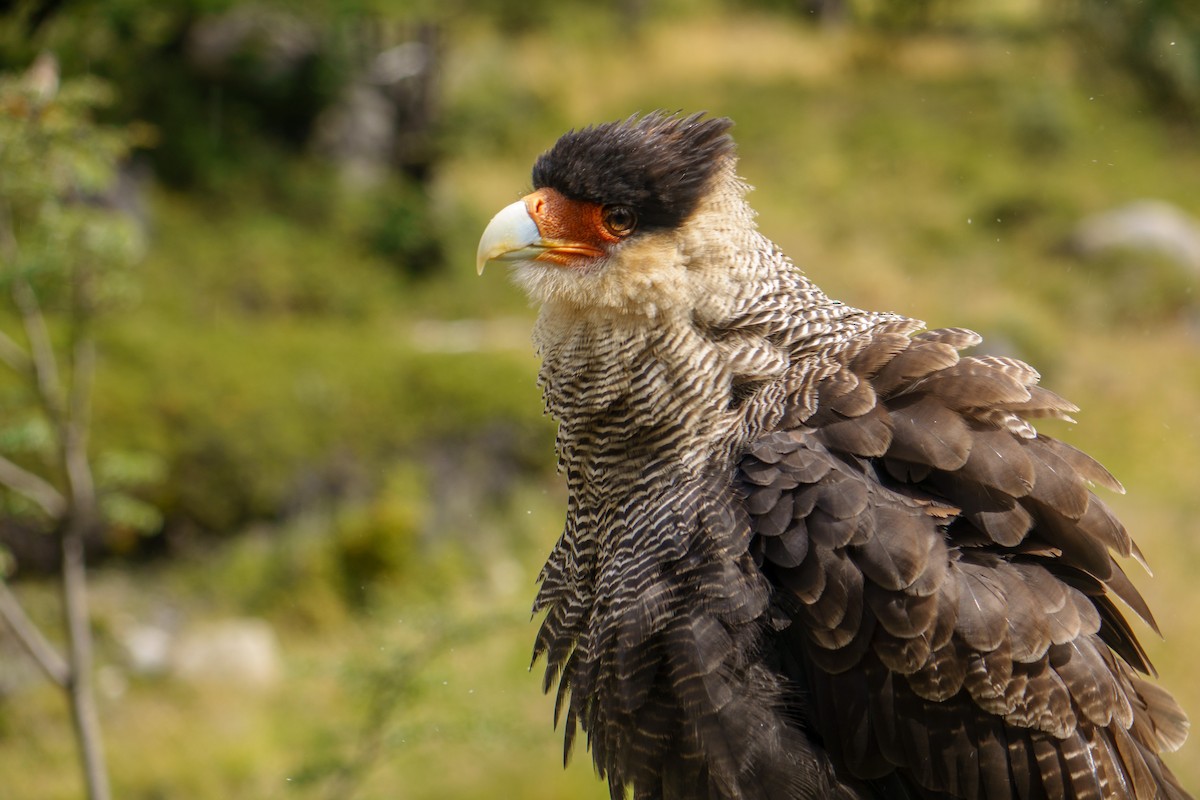 Crested Caracara (Southern) - ML612378228
