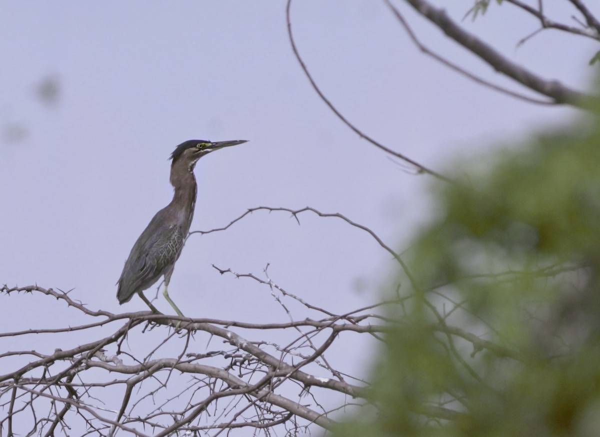 Green Heron - ML612378238