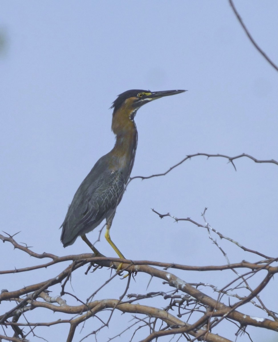 Green Heron - Lucrecia Diaz Capriles