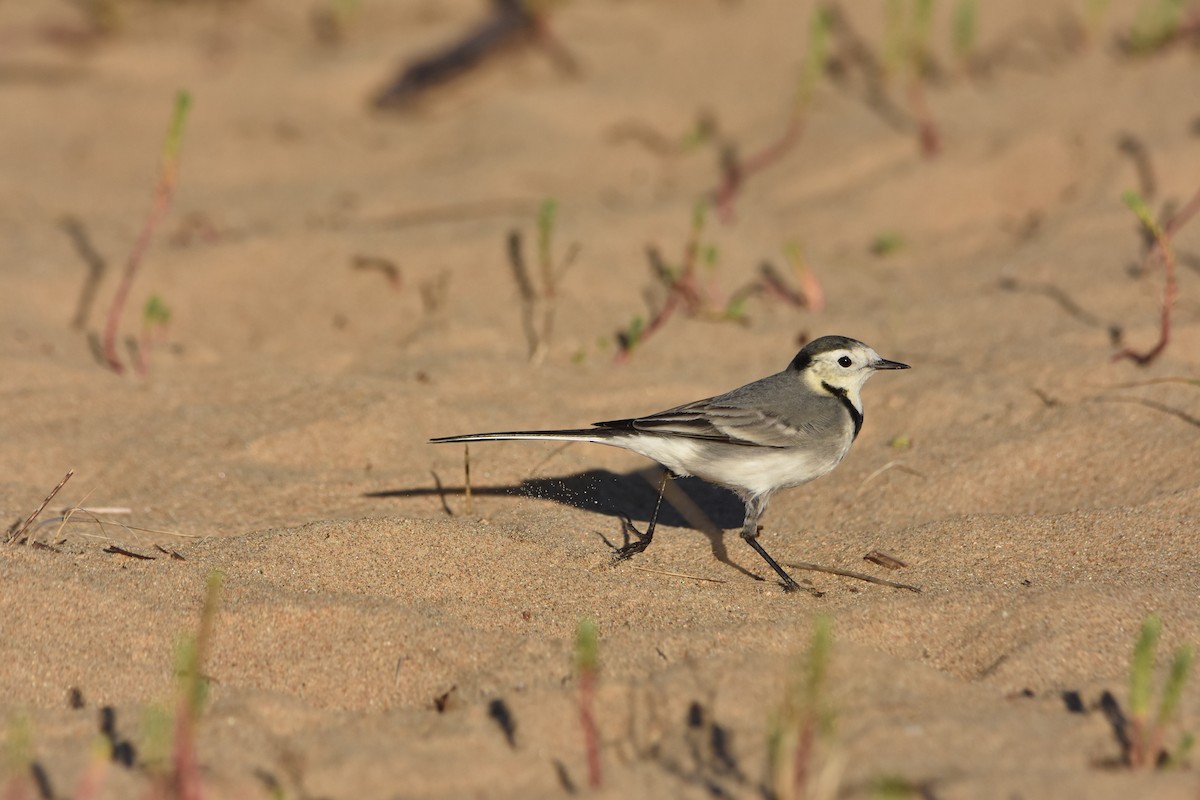 White Wagtail - ML612378248