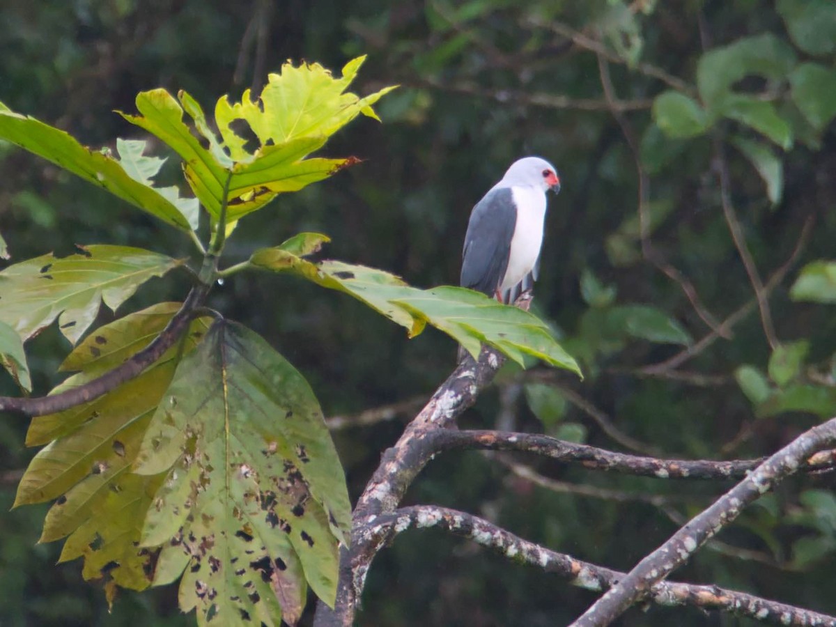 Gray-headed Goshawk - ML612378270