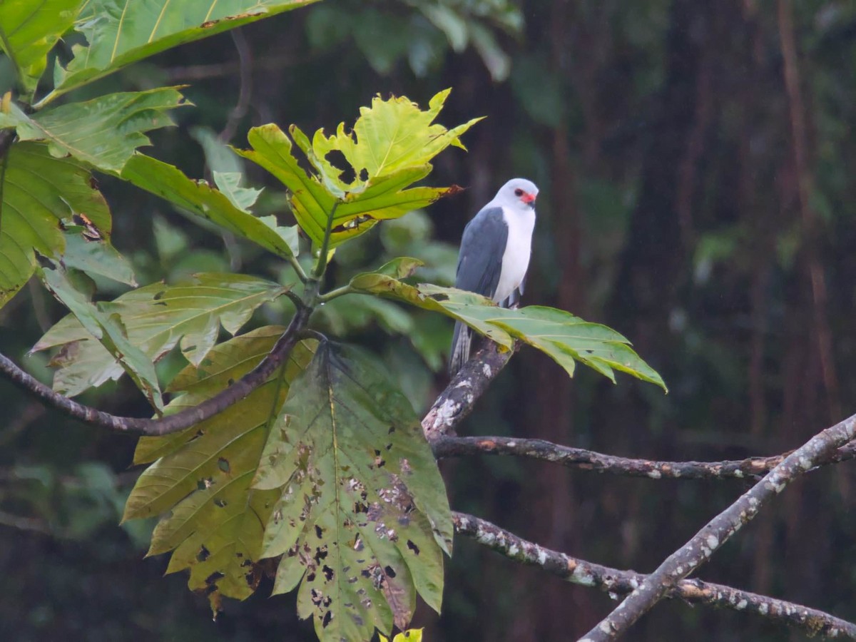 Gray-headed Goshawk - ML612378271