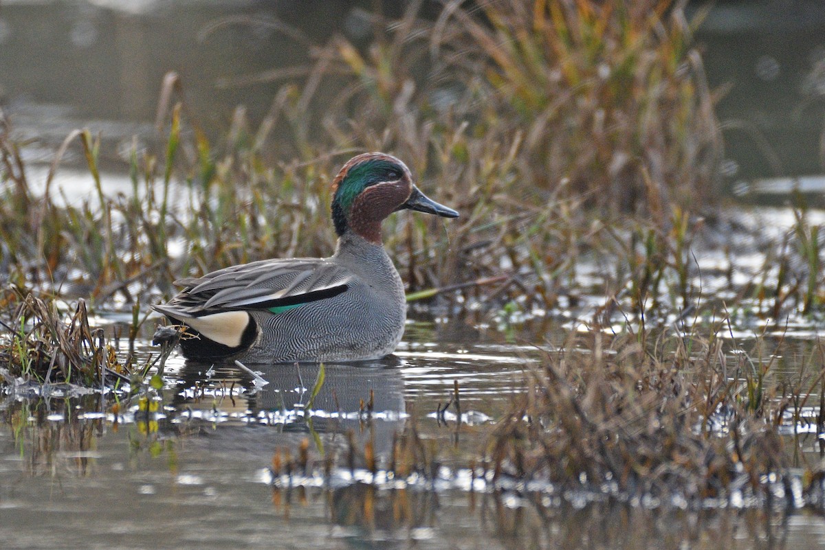 Green-winged Teal - ML612378317