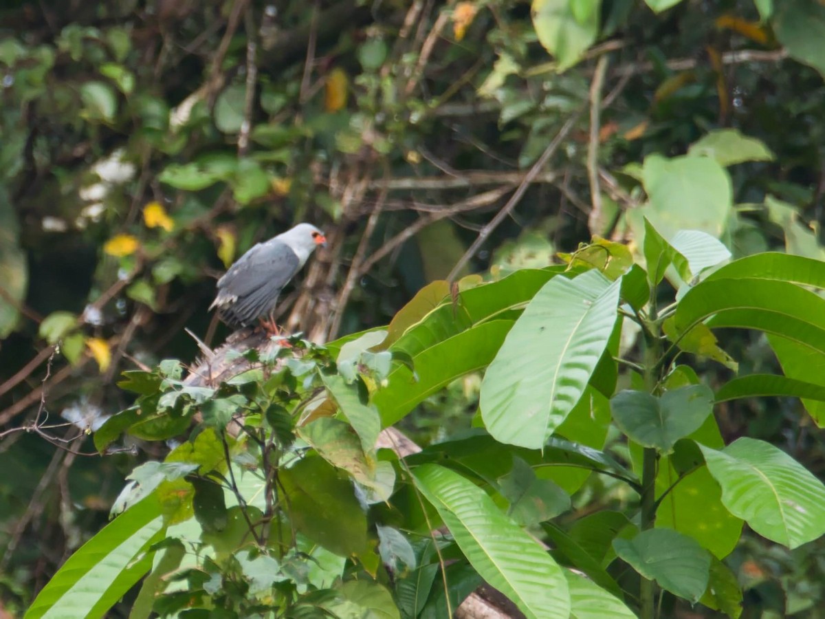 Gray-headed Goshawk - ML612378481