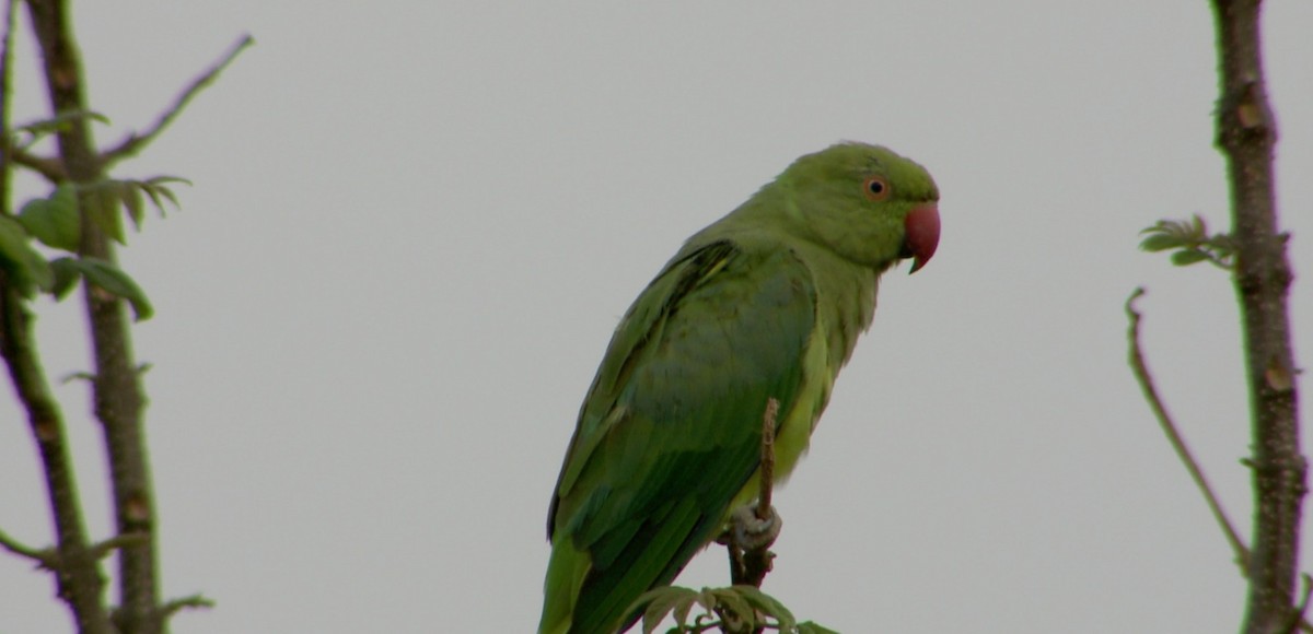 Alexandrine Parakeet - ML612378531