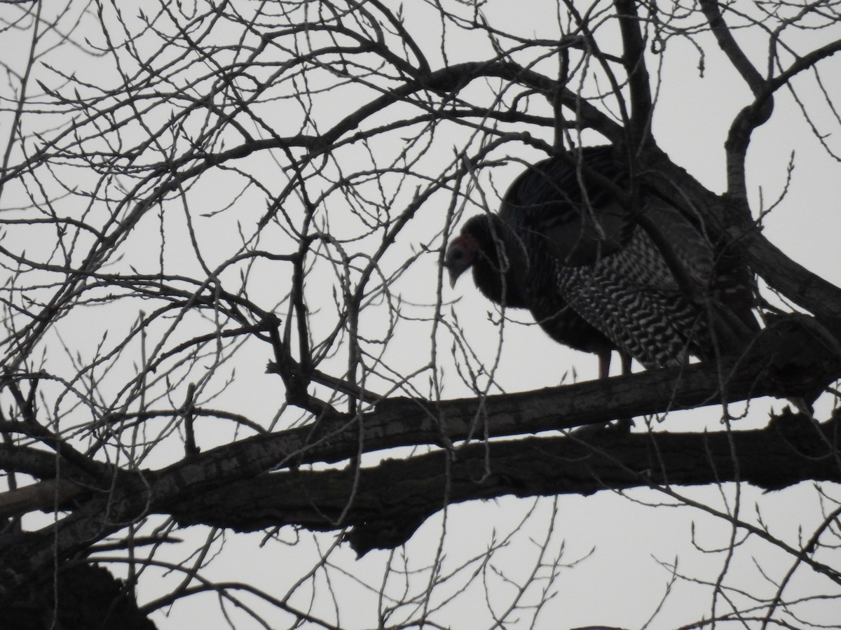 Wild Turkey - ML612378545