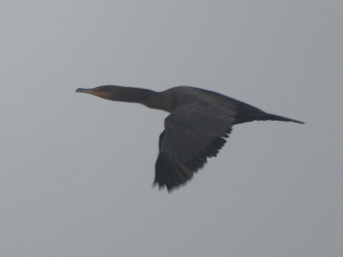 Double-crested Cormorant - ML612378577