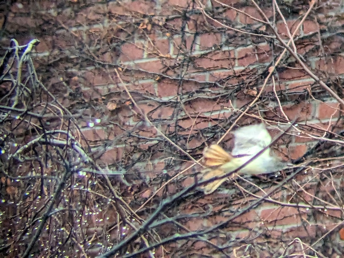 Ash-throated Flycatcher - ML612378611