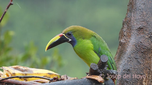 Northern Emerald-Toucanet - ML612378642