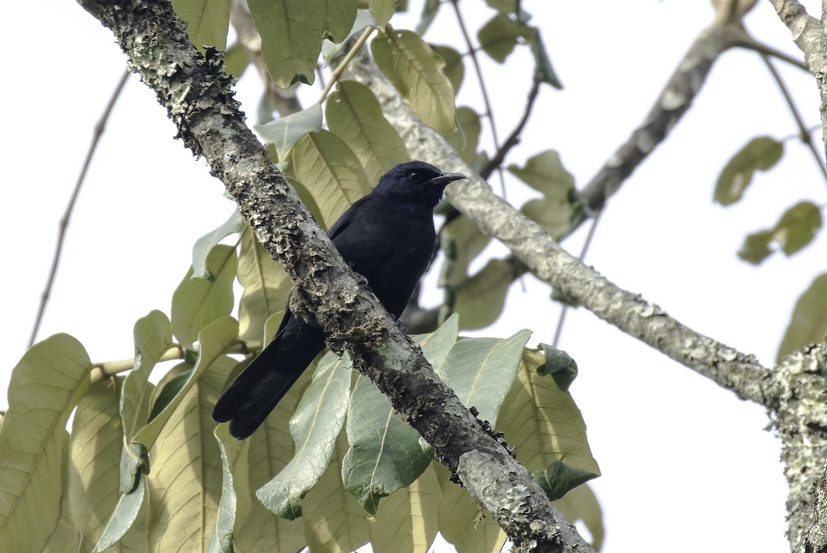 Waller's Starling - Sayam U. Chowdhury