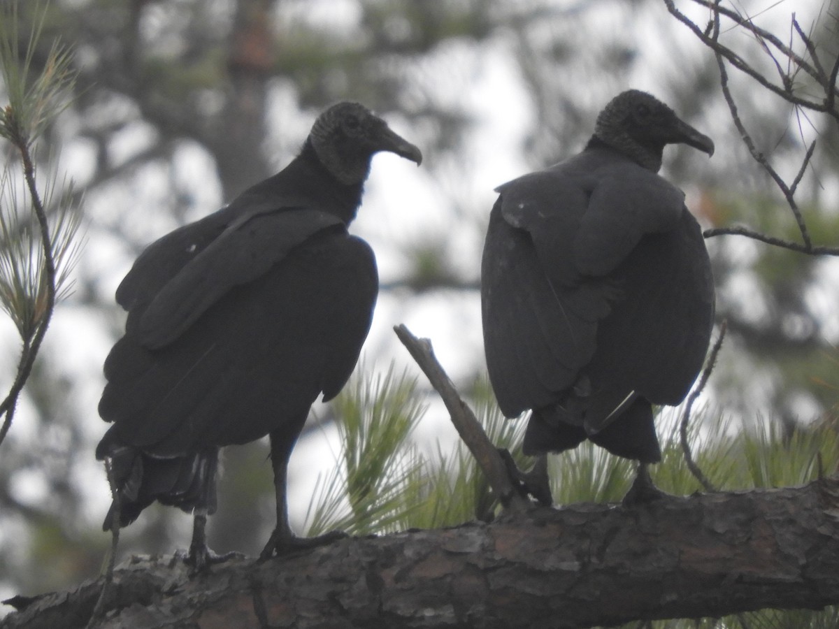 Black Vulture - ML612378698