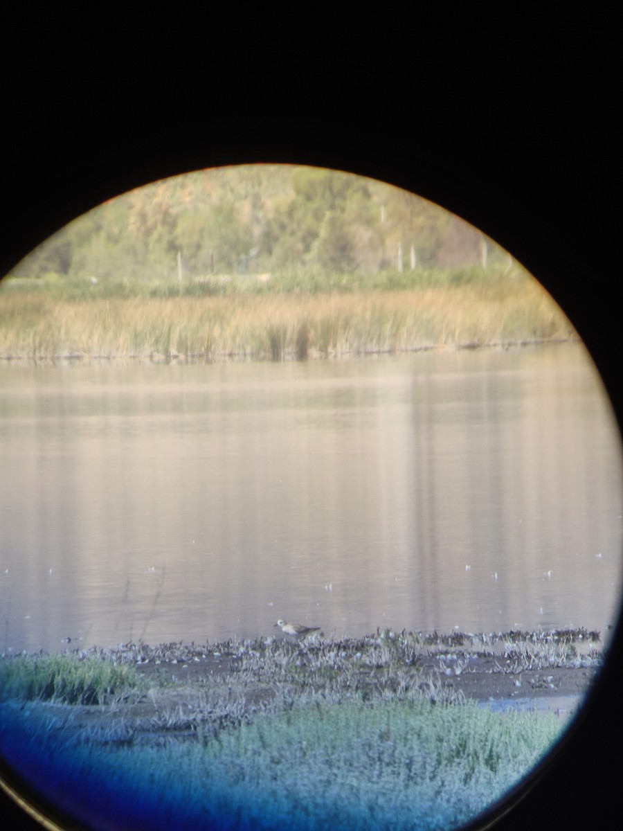 American Golden-Plover - ML612378713