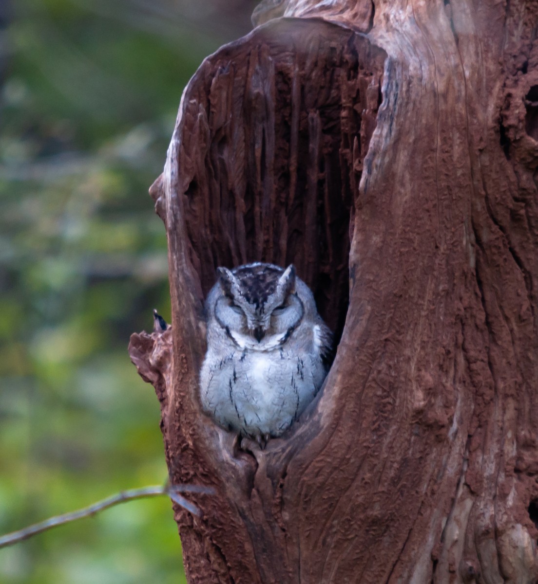 Indian Scops-Owl - ML612378719