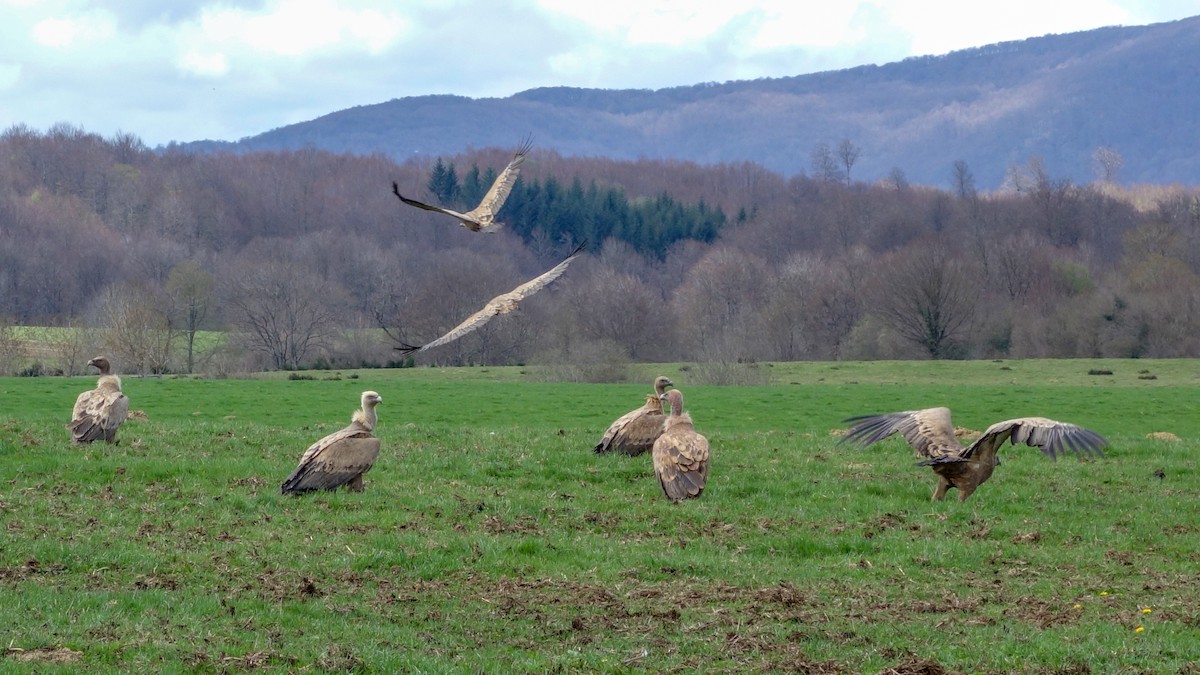 Eurasian Griffon - ML612378746