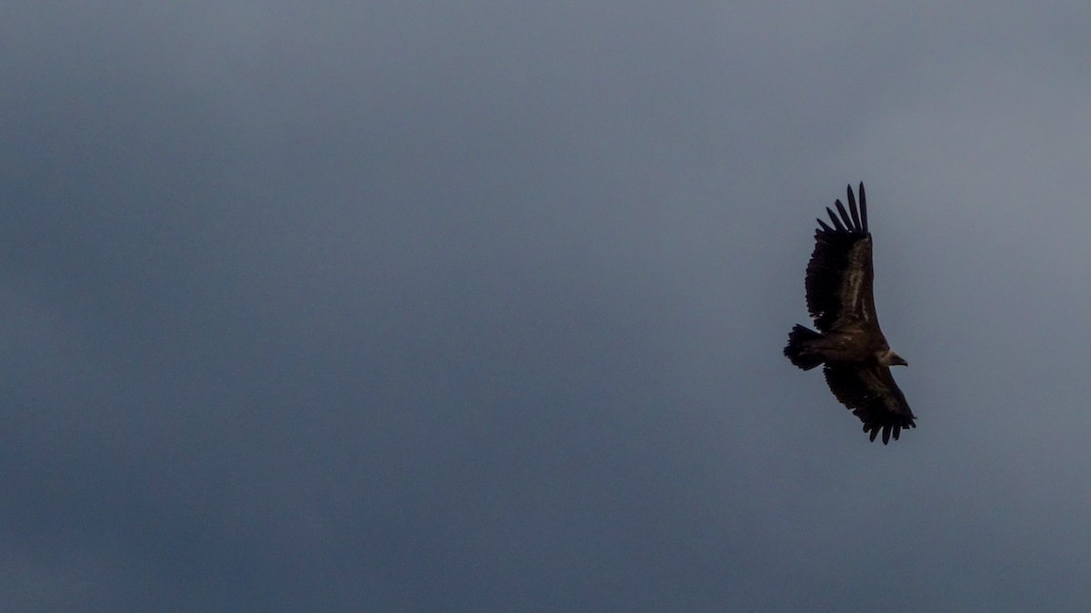 Eurasian Griffon - ML612378747