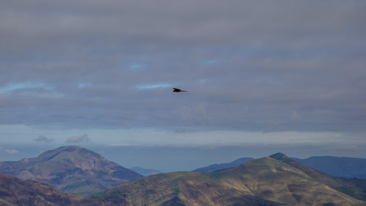 Red Kite - ML612378753