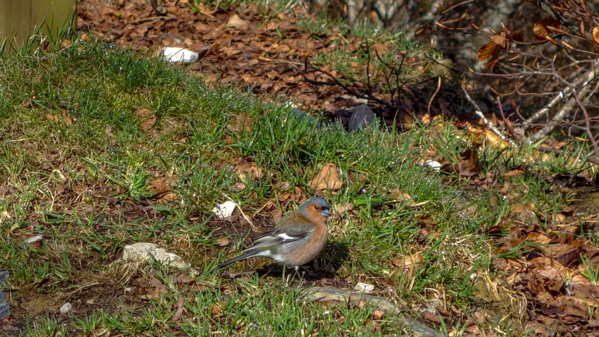 Common Chaffinch - ML612378770