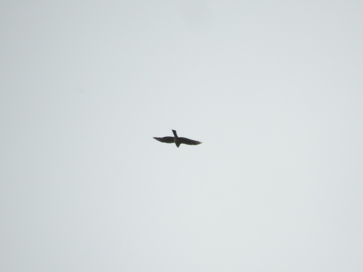 Sharp-shinned Hawk (White-breasted) - ML612378786