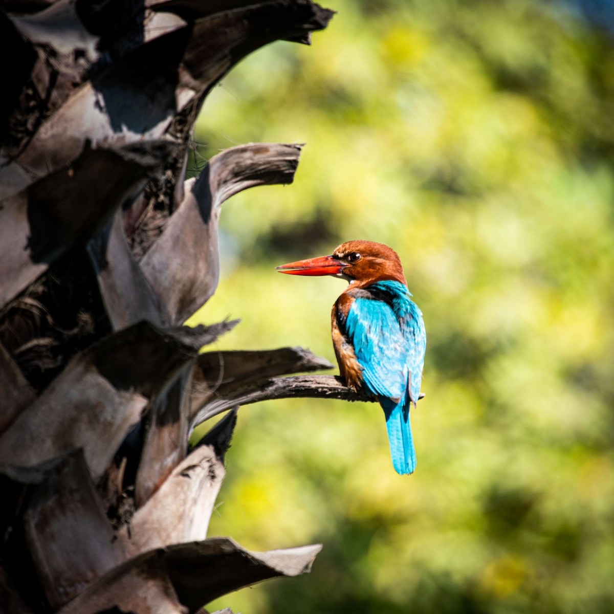 White-throated Kingfisher - ML612378788