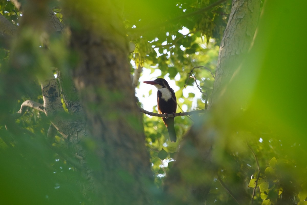 White-throated Kingfisher - ML612378789