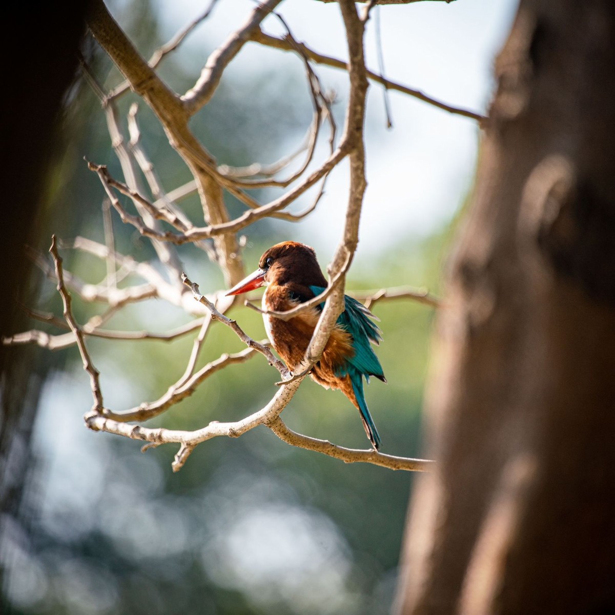 White-throated Kingfisher - ML612378790