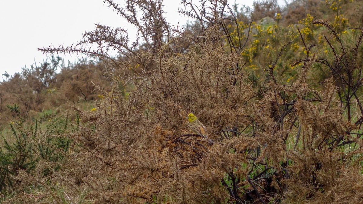 Yellowhammer - ML612378794