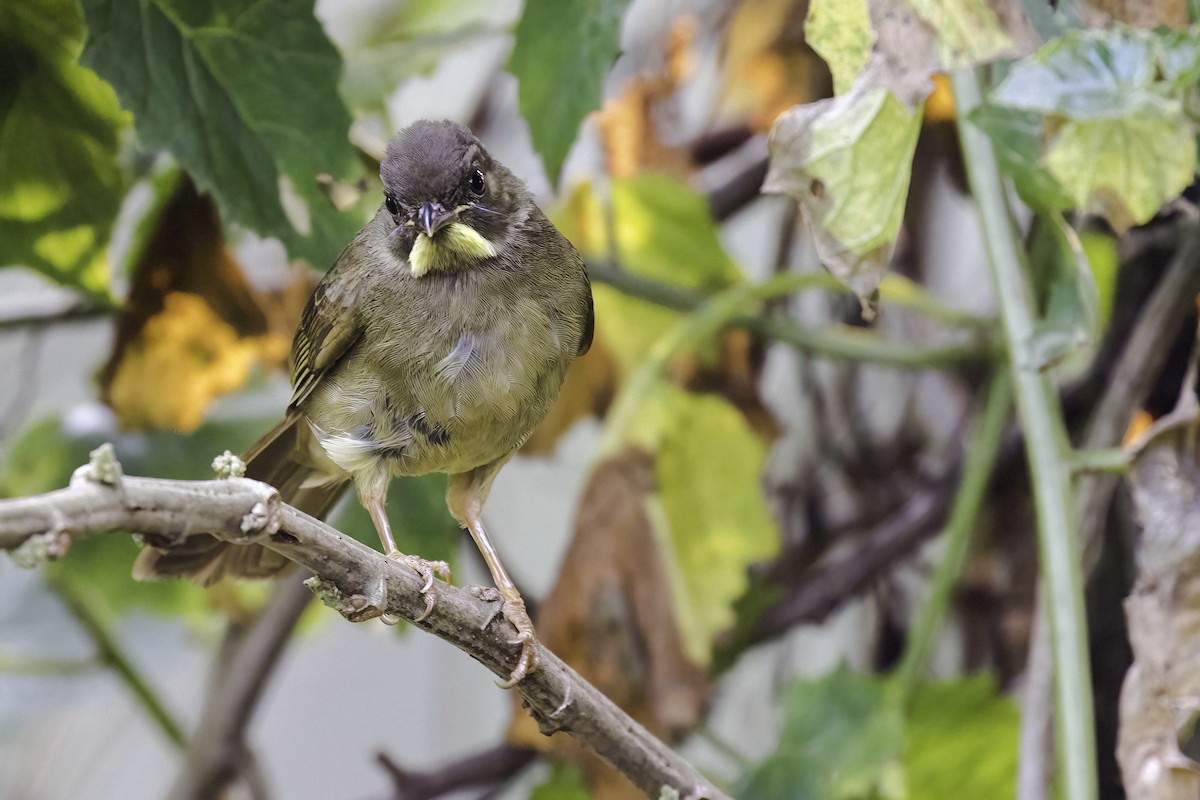 Yellow-whiskered Greenbul - ML612378819