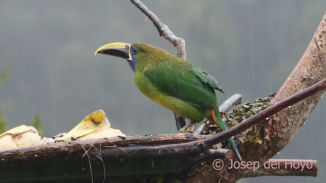 Northern Emerald-Toucanet - ML612378836