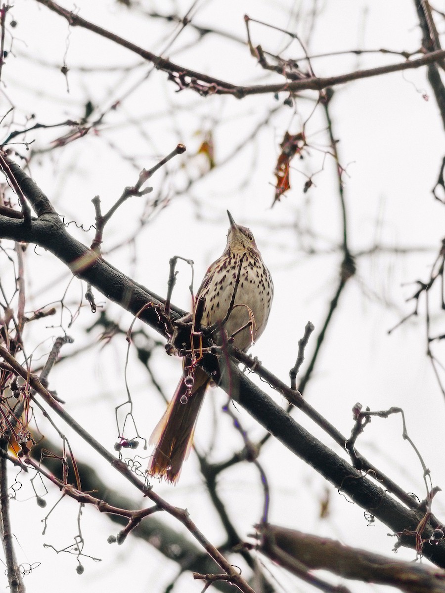 Brown Thrasher - ML612378847