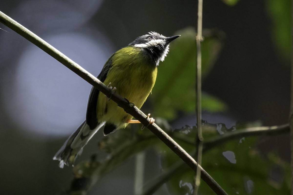 Black-throated Apalis - ML612379002