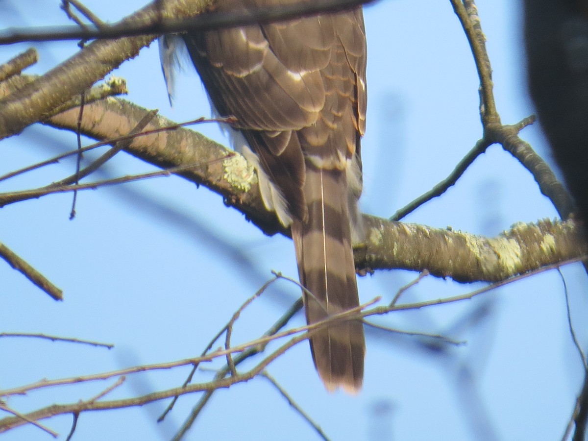 Cooper's Hawk - ML612379050