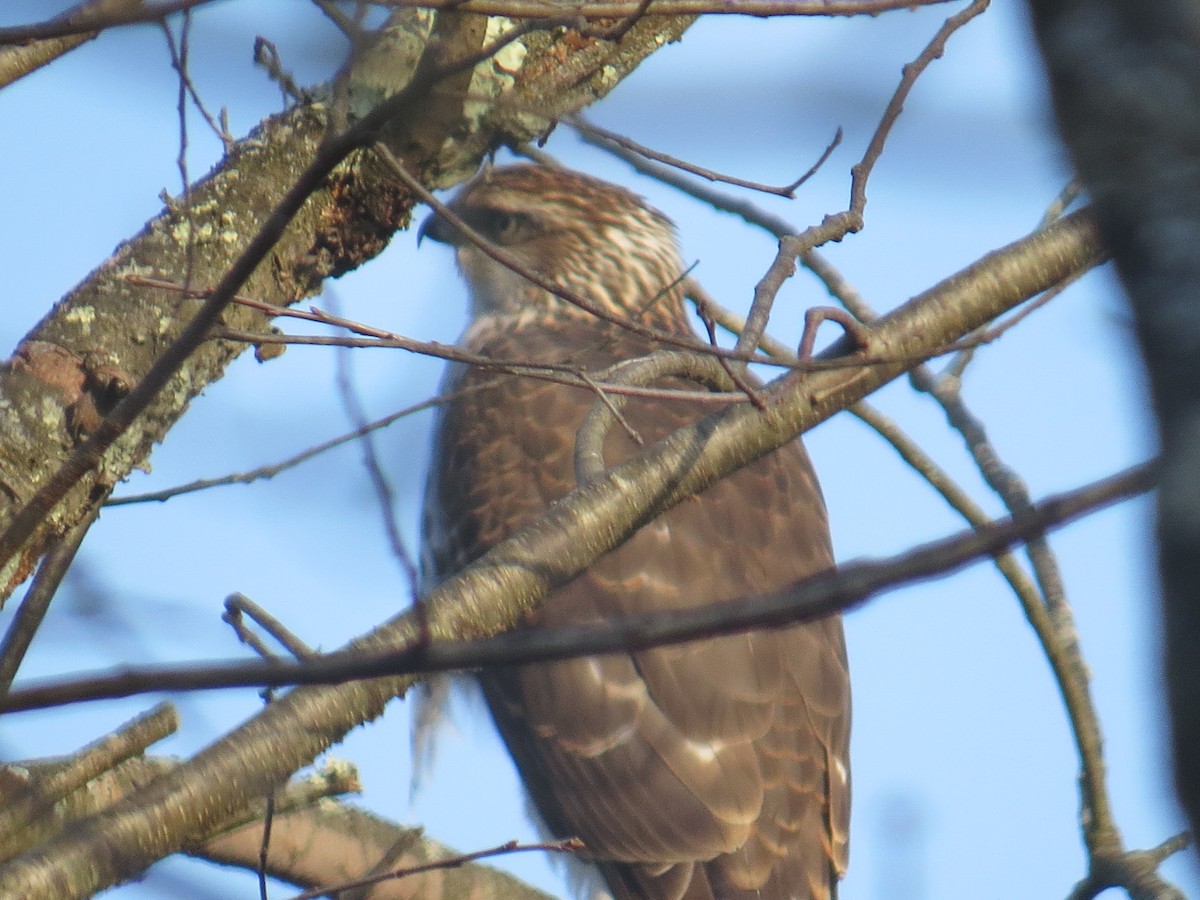 Cooper's Hawk - ML612379052