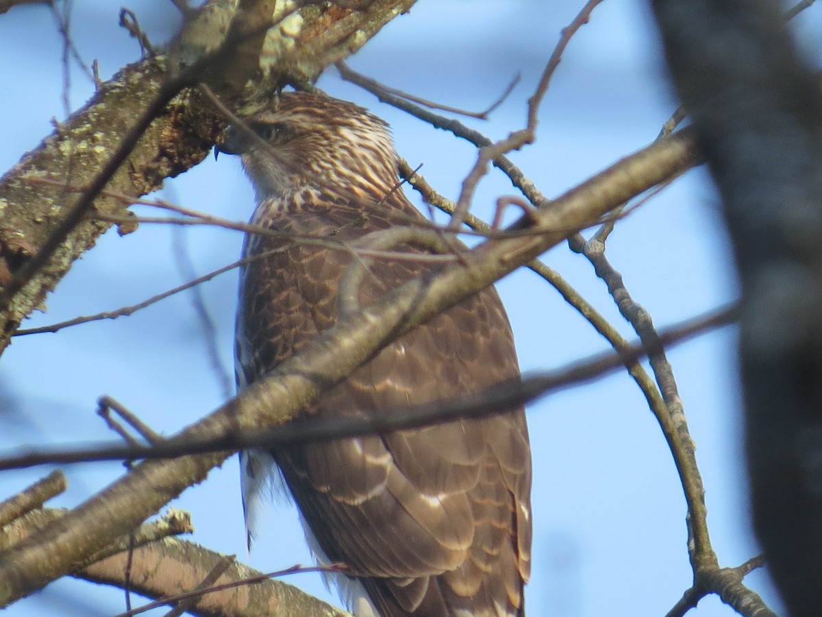 Cooper's Hawk - ML612379053