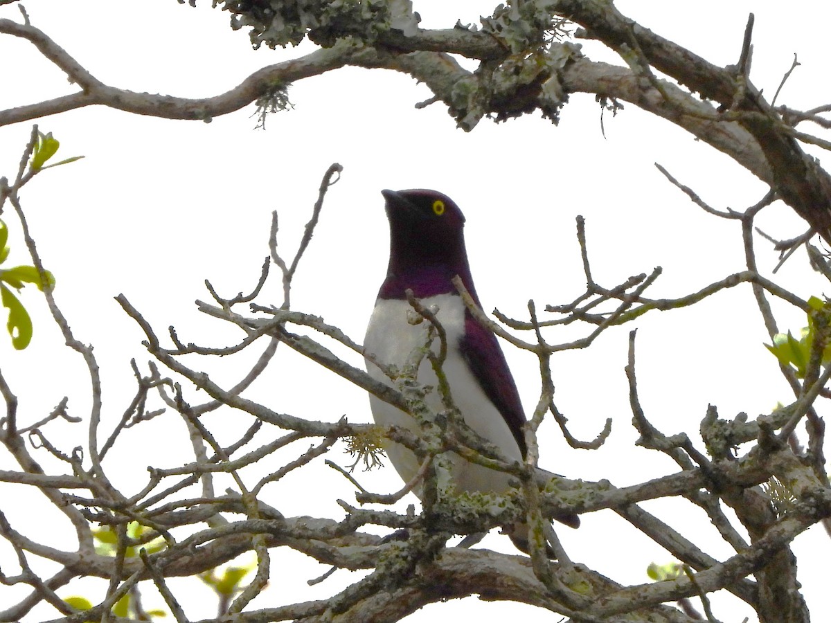 Violet-backed Starling - ML612379079