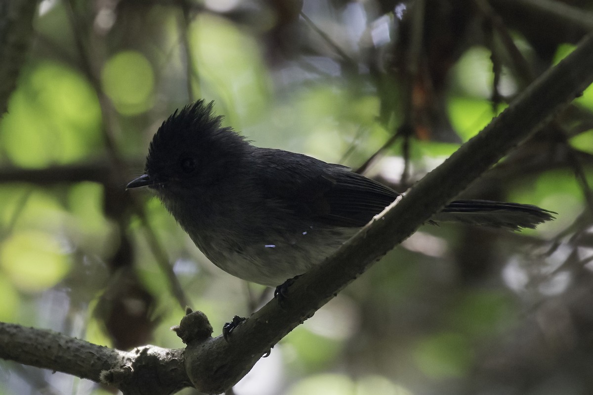 White-bellied Crested Flycatcher - ML612379084