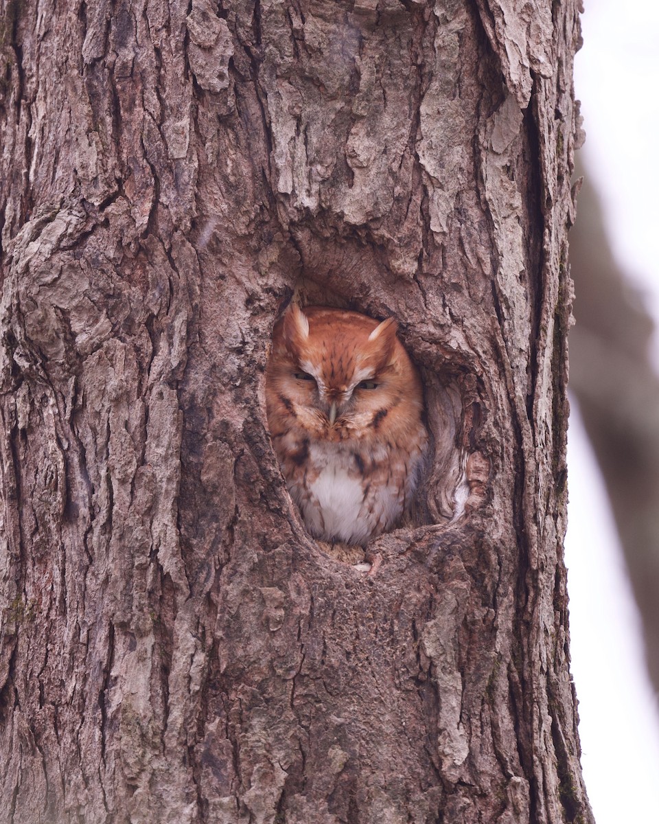 Eastern Screech-Owl - ML612379085