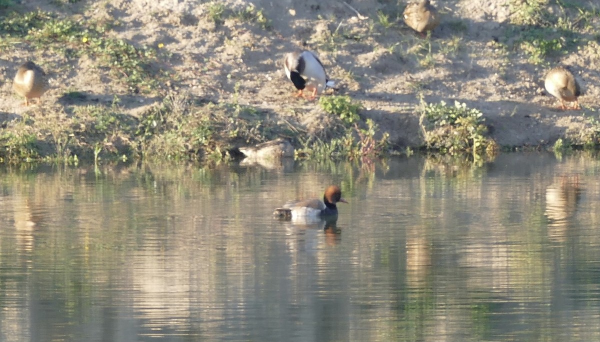 Red-crested Pochard - ML612379086