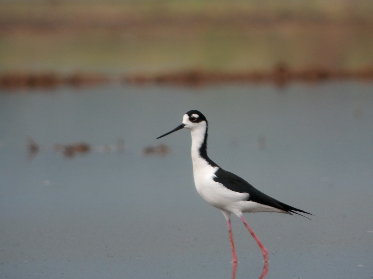 Black-necked Stilt - ML612379209