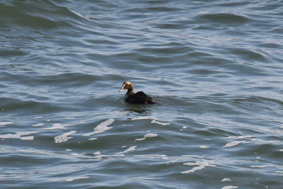 Common Eider - ML612379406