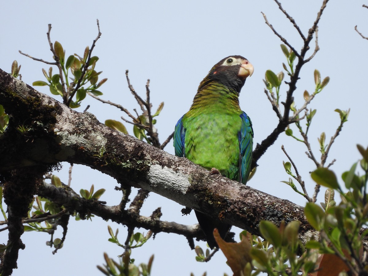 Brown-hooded Parrot - ML612379415