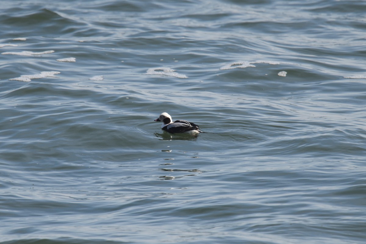 Long-tailed Duck - ML612379424