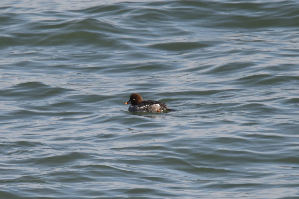 Common Goldeneye - ML612379449