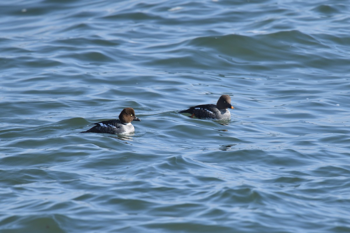 Common Goldeneye - ML612379451