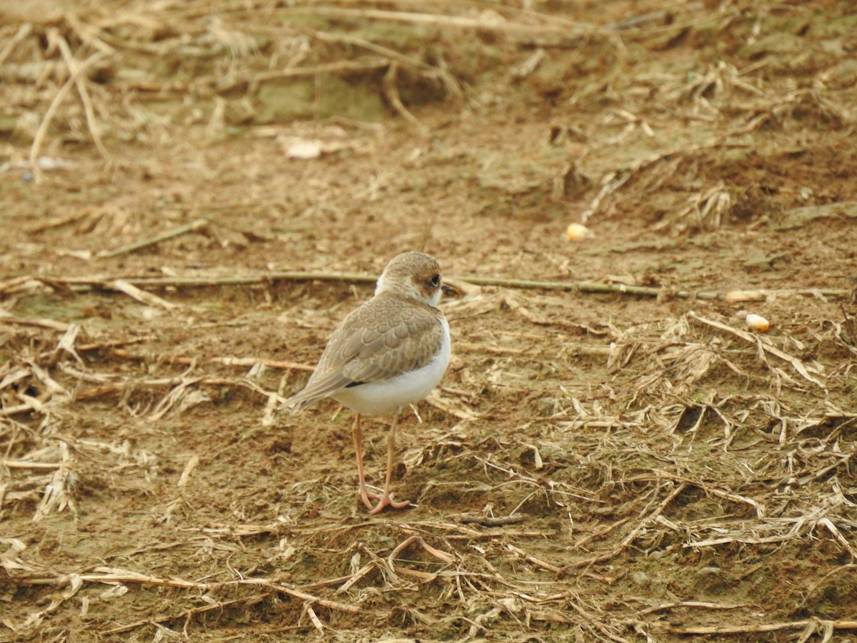 Collared Plover - ML612379486