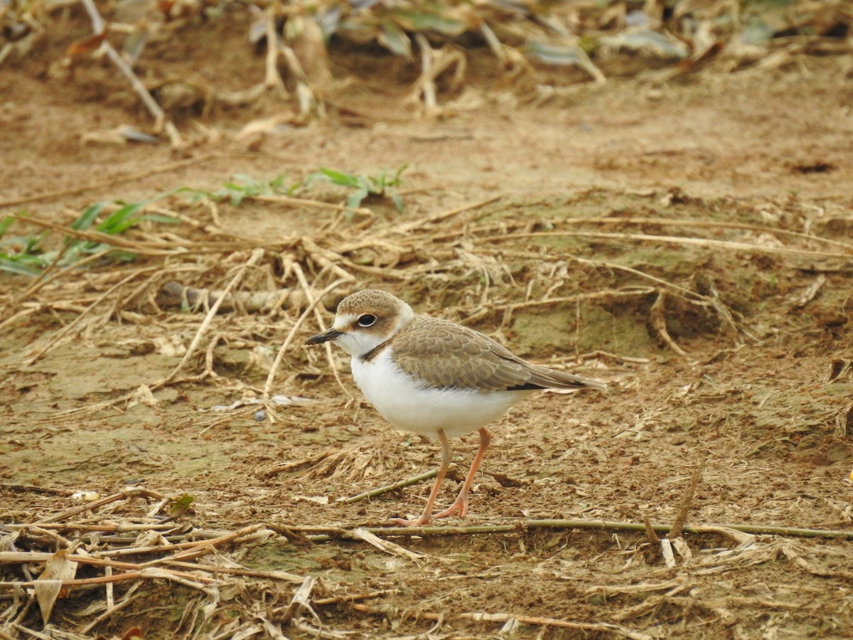 Collared Plover - ML612379487