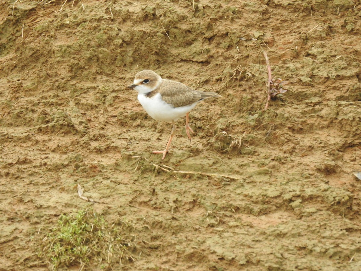 Collared Plover - ML612379488